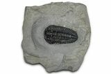 Calymene Niagarensis Trilobite Fossil - New York #357095-1